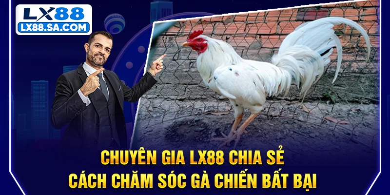 Chuyên gia LX88 chia sẻ cách chăm sóc gà chiến bất bại
