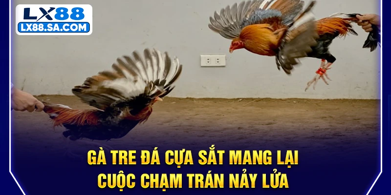 Gà tre đá cựa sắt mang lại cuộc chạm trán nảy lửa